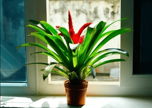 Dự án Tổng hợp các loại cây cảnh phong thủy trong nhà theo tuổi và ngũ hành Hình ảnh dự án Tổng hợp các loại cây cảnh phong thủy trong nhà theo tuổi và ngũ hành. Khám phá chi tiết về dự án Tổng hợp các loại cây cảnh phong thủy trong nhà theo tuổi và ngũ hành được thực hiện bởi đội ngũ chuyên gia giàu kinh nghiệm. Dự án này thể hiện sự chuyên nghiệp và chất lượng trong từng công đoạn thực hiện.