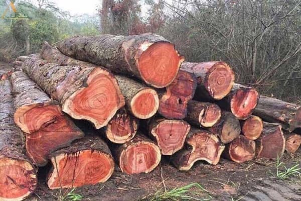 Dự án Gỗ Đinh Hương Là Gì? Ứng Dụng, Ưu Điểm Và Nhược Điểm Gỗ Đinh Hương Hình ảnh dự án Gỗ Đinh Hương Là Gì? Ứng Dụng, Ưu Điểm Và Nhược Điểm Gỗ Đinh Hương. Gỗ đinh hương là một trong nhiều loại gỗ quý hiếm, được nhiều người yêu thích và lựa chọn cho nội thất ngôi nhà của mình. Tuy nhiên, không phải ai cũng hiểu hết về loại gỗ này. Cùng AEROS tìm hiểu chi tiết về gỗ đinh hương trong bài viết sau nhé!